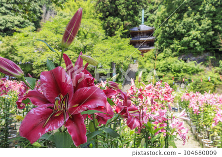 盛開的卡薩布蘭卡松寺 104680009