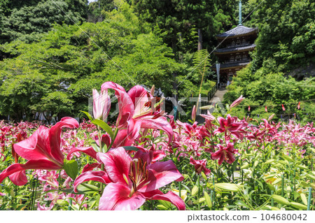 Matsuoji Temple in full bloom Casablanca 104680042