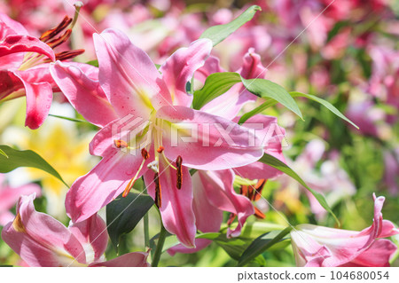 Matsuoji Temple in full bloom Casablanca 104680054