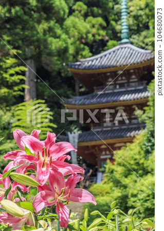 盛開的卡薩布蘭卡松寺 盛開的卡薩布蘭卡松寺 104680073