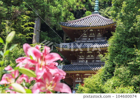 盛開的卡薩布蘭卡松寺 盛開的卡薩布蘭卡松寺 104680074