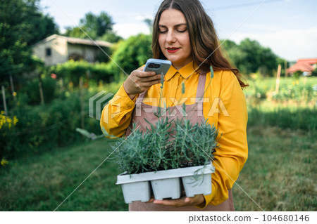 Portrait of a young woman taking photo by smart phone, carrying flower pot with lavender while taking care of plants in the beautiful garden field.  104680146
