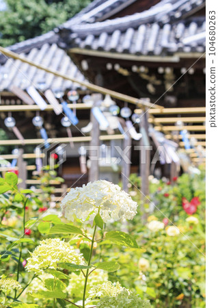 Nara Oshusa Kannonishi-zen貝爾節 104680263