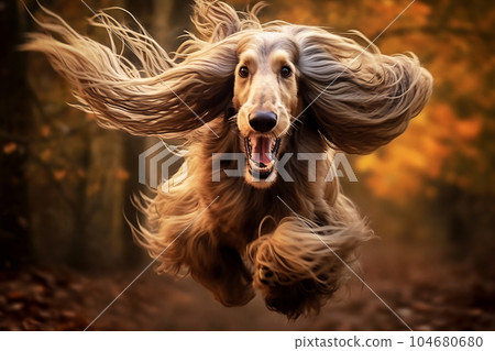 Active healthy Afghan Hound dog running with open mouth sticking out tongue in the forest on autumn 104680680