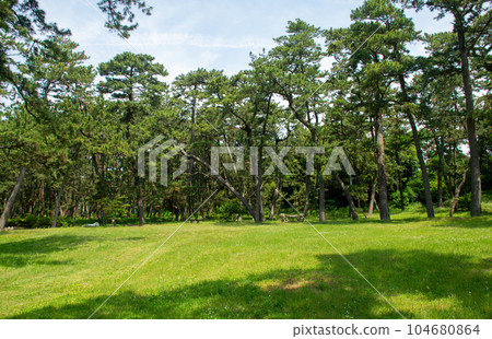 沼津離宮紀念公園｜可以靜靜欣賞美麗的松林 104680864