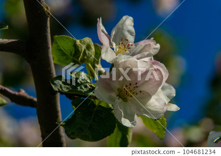 Apple blossom close-up. White petals, stamens, leaves on a branch. Spring time. 104681234