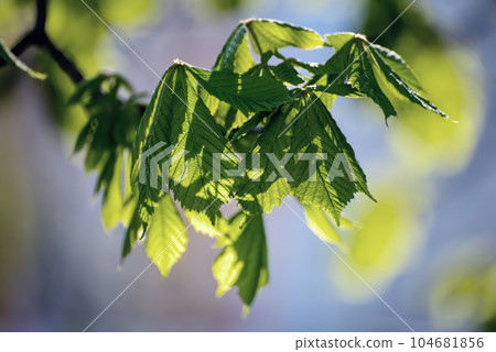 Leaves of chestnut Leaves of chestnut 104681856