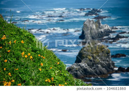 Early summer scenery with yellow flowers at Cape Erimo in Hokkaido Early summer scenery with yellow flowers at Cape Erimo in Hokkaido 104681860