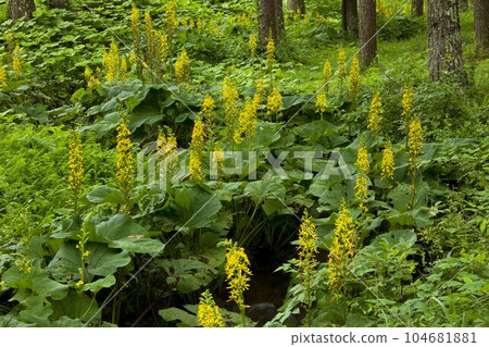 蓼科高原的奧塔卡拉庫 104681881