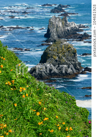 Early summer scenery with yellow flowers at Cape Erimo in Hokkaido Early summer scenery with yellow flowers at Cape Erimo in Hokkaido 104681928