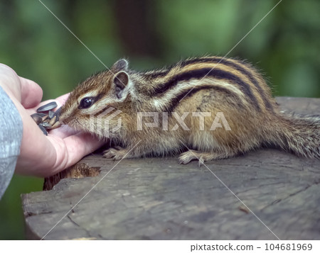 Chipmunk eating a treat from a human's palm Chipmunk eating a treat from a human's palm 104681969