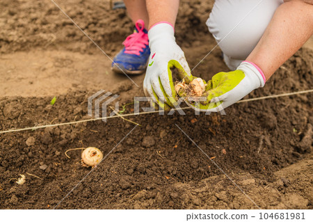 Close-up of Planting flower bulbs in the flower garden. Woman farmer working with pitchfork in vegetable garden Close-up of Planting flower bulbs in the flower garden. Woman farmer working with pitchfork in vegetable garden 104681981