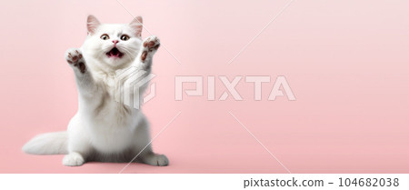 Funny portrait of a cat looking shocked or surprised against the background with its paw up. Funny portrait of a cat looking shocked or surprised against the background with its paw up. 104682038