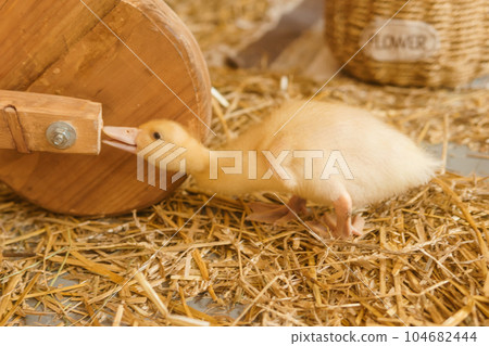 Live yellow ducks next to fresh hay close-up. the concept of raising animals on a farm. Live yellow ducks next to fresh hay close-up. the concept of raising animals on a farm. 104682444
