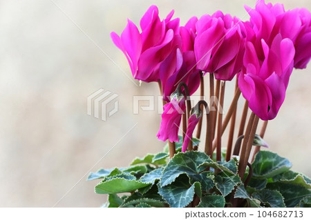 從秋天到春天自然背景盛開的仙客來粉紅色花朵 104682713