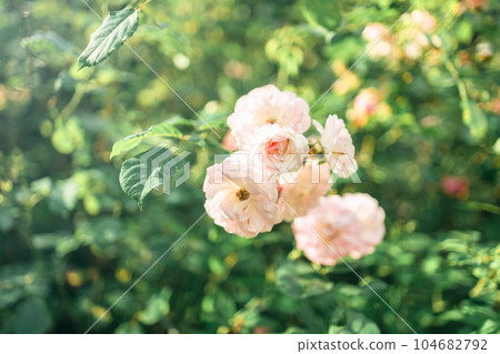 Roses flowers bloom in summer in the garden roses. Beautiful roses flowers close up. 104682792