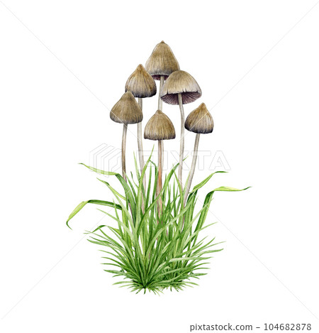 Psilocybe semilanceata mushroom group growing in the grass. Watercolor illustration. Hand drawn liberty cap psilocybin shrooms. Hallucinogen mushrooms Isolated on white background 104682878