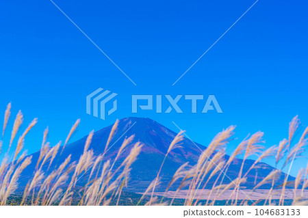 [Mt. Fuji material] Mt. Fuji and pampas grass seen from the sunny Yamanakako panorama platform [Yamanashi Prefecture] 104683133