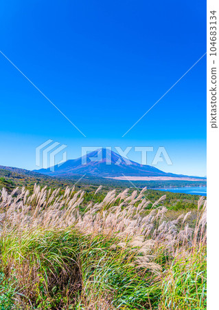 [Mt. Fuji material] Mt. Fuji and pampas grass seen from the sunny Yamanakako panorama platform [Yamanashi Prefecture] 104683134