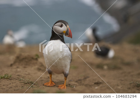 Atlantic puffin 104683294