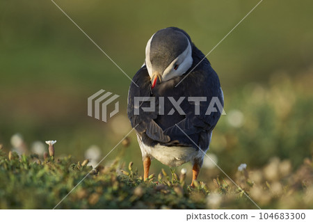 Atlantic puffin Atlantic puffin 104683300
