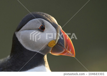 Atlantic puffin Atlantic puffin 104683301