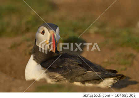 Atlantic puffin Atlantic puffin 104683302