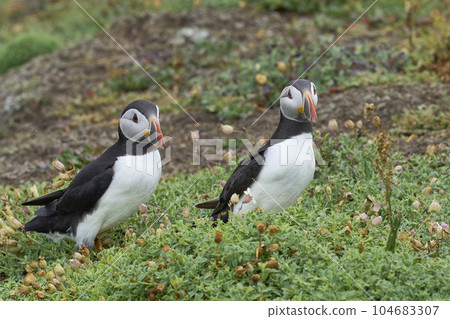 Atlantic puffin Atlantic puffin 104683307