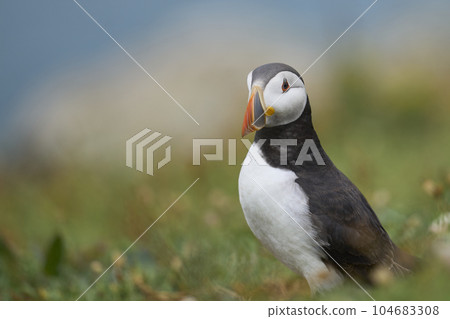 Atlantic puffin 104683308