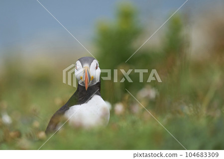 Atlantic puffin 104683309