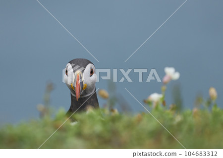 Atlantic puffin 104683312