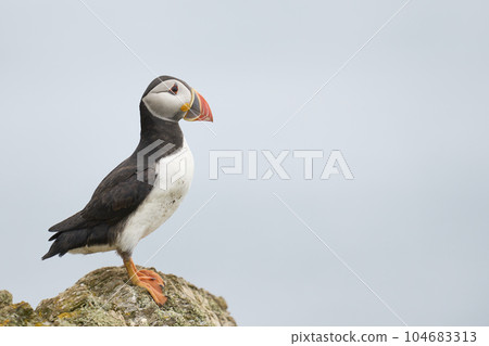 Atlantic puffin 104683313