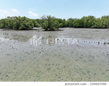 Carbon capture concept. Natural carbon sinks. Mangrove trees capture CO2 from the atmosphere. Green mangrove forest and mudflat. Blue carbon ecosystems. Mangroves absorb carbon dioxide emissions. 104683490