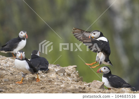 Puffin landing on Skomer Island Puffin landing on Skomer Island 104683516