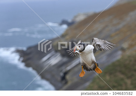 Puffin landing with fish 104683582