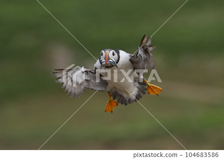 Puffin landing with fish 104683586