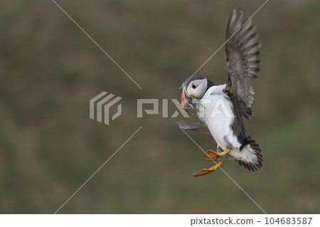 Puffin landing with fish Puffin landing with fish 104683587