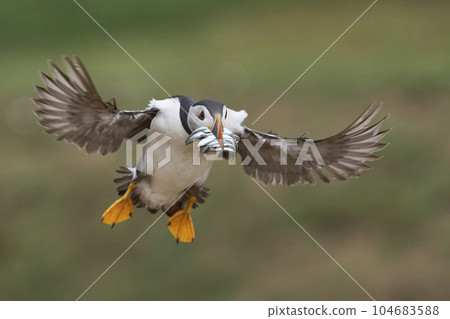 Puffin landing with fish 104683588