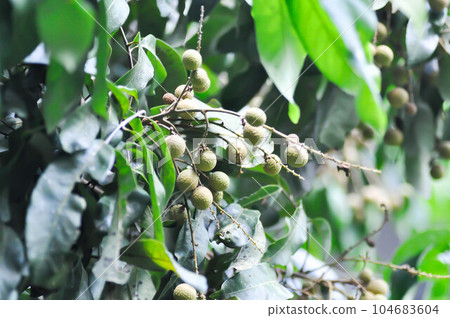 longan, thai fruit or Dimocarpus longan or longan tree longan, thai fruit or Dimocarpus longan or longan tree 104683604