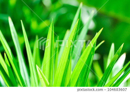 Pandanus, Fragrant Pandan or Pandom wangi or Pandanus amaryllifolius or PANDANACEAE Pandanus, Fragrant Pandan or Pandom wangi or Pandanus amaryllifolius or PANDANACEAE 104683607
