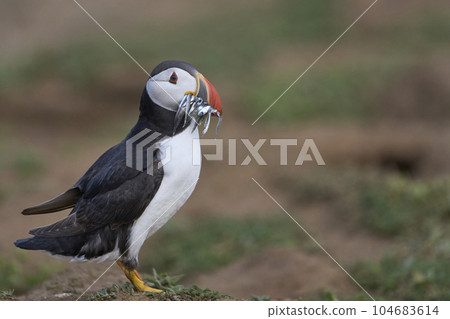 Puffin with fish 104683614