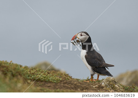 Puffin with fish Puffin with fish 104683619