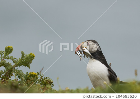 Puffin with fish 104683620