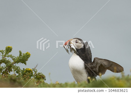 Puffin with fish 104683621