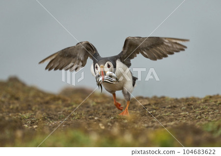 Puffin with fish 104683622