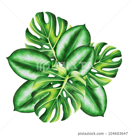 Watercolor bouquet of realistic tropical leafs. Illustration of monstera, ficus isolated on white background. Beautiful botanical hand painted floral elements. For designers, spa decoration, Watercolor bouquet of realistic tropical leafs. Illustration of monstera, ficus isolated on white background. Beautiful botanical hand painted floral elements. For designers, spa decoration, 104683647