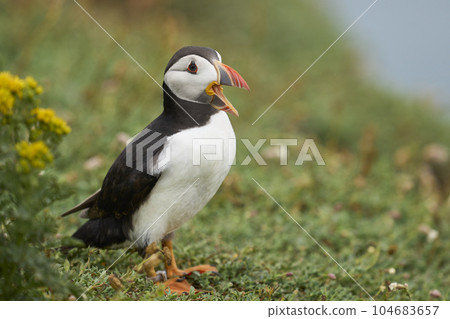 Puffin calling Puffin calling 104683657