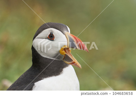 Puffin calling Puffin calling 104683658