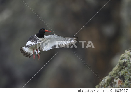 Oystercatcher in flight Oystercatcher in flight 104683667