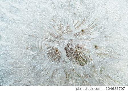 Macro nature abstract background. Beautiful dew drops on dandelion seed macro. soft background. Water drops on parachutes dandelion. Copy space. soft selective focus on water droplets. circular shape 104683707
